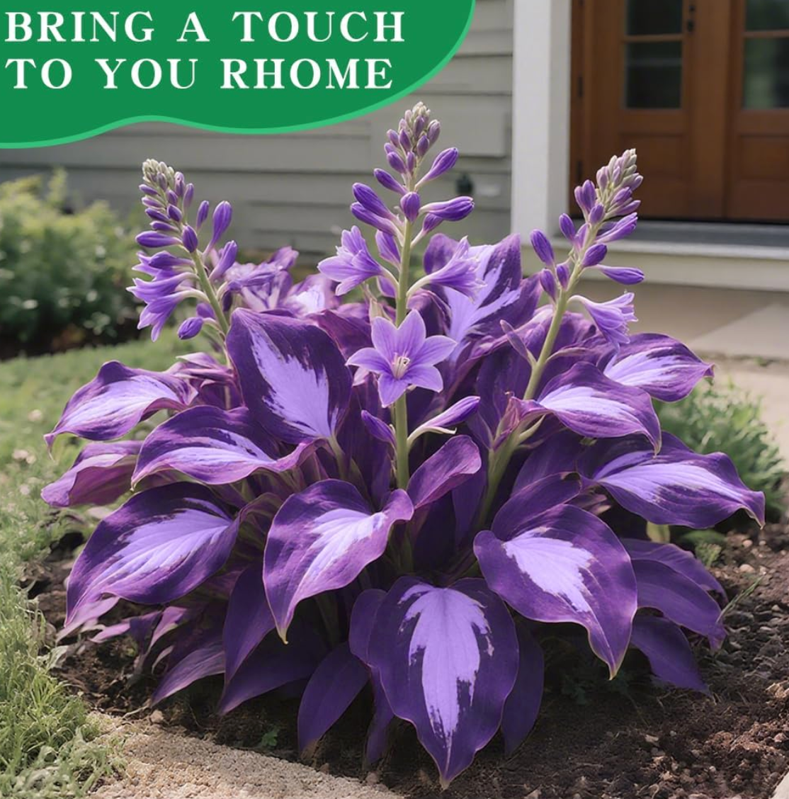 Imported Hosta Flower Seeds (BUY 1 GET 1 FREE) + Free Plant Growth Boost Supplement