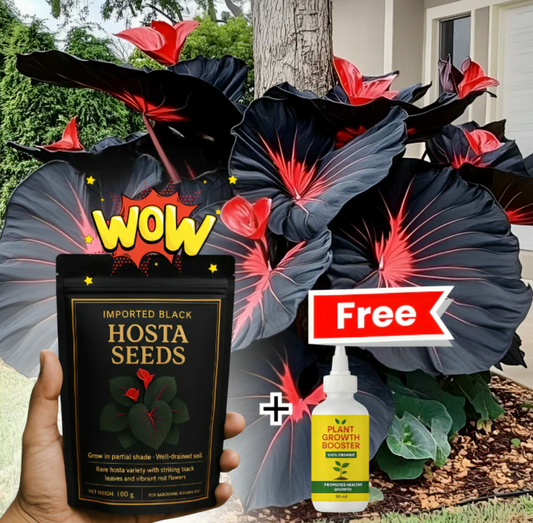 Imported Hosta Flower Seeds (BUY 1 GET 1 FREE) + Free Plant Growth Boost Supplement