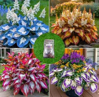 Imported Hosta Flower Seeds (BUY 1 GET 1 FREE) + Free Plant Growth Boost Supplement