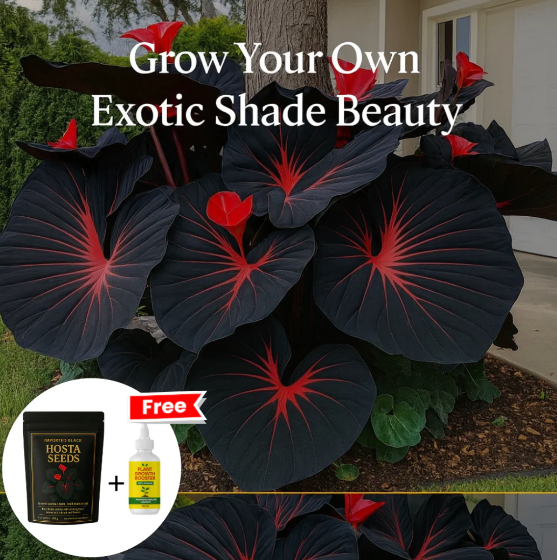 Imported Hosta Flower Seeds (BUY 1 GET 1 FREE) + Free Plant Growth Boost Supplement