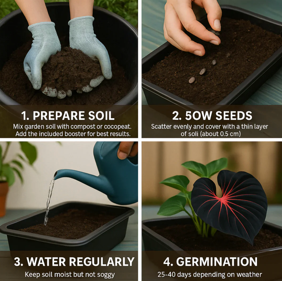 Imported Hosta Flower Seeds (BUY 1 GET 1 FREE) + Free Plant Growth Boost Supplement