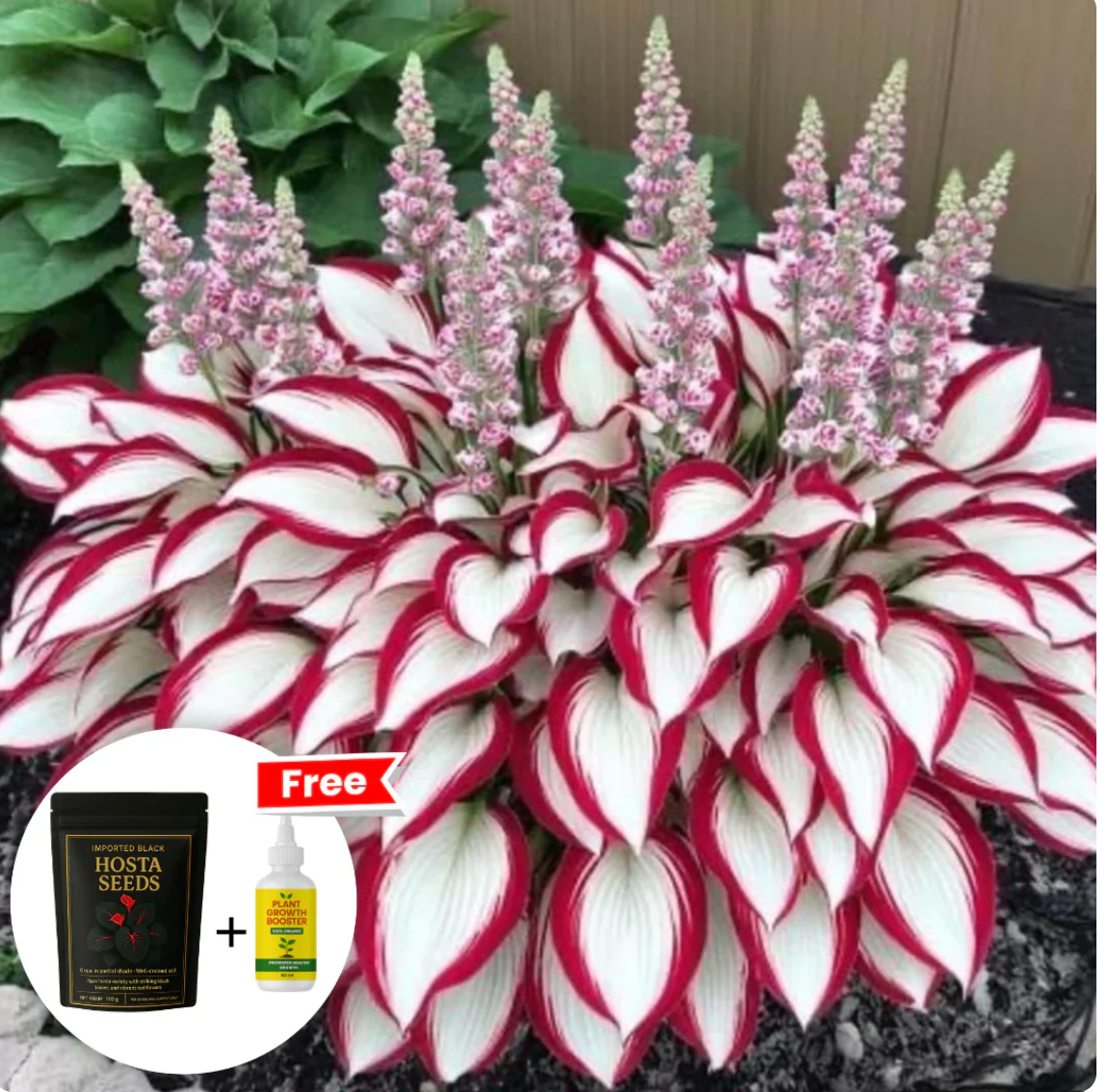 Imported Hosta Flower Seeds (BUY 1 GET 1 FREE) + Free Plant Growth Boost Supplement
