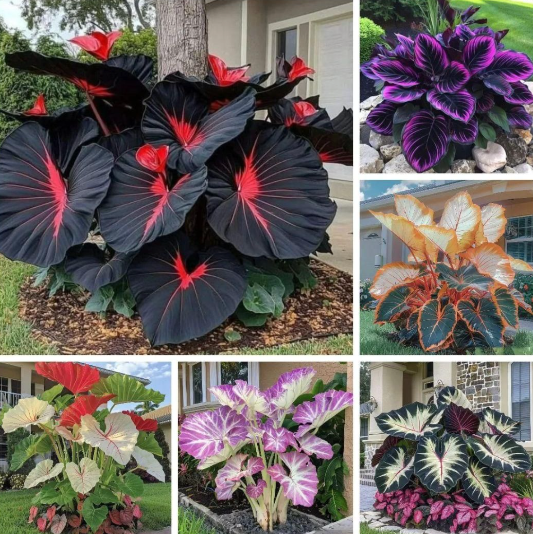 Imported Hosta Flower Seeds (BUY 1 GET 1 FREE) + Free Plant Growth Boost Supplement