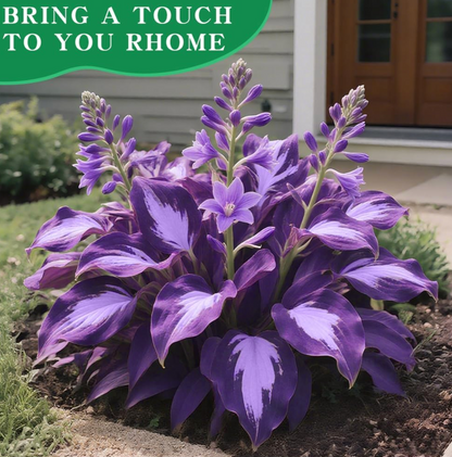 Imported Hosta Flower Seeds (BUY 1 GET 1 FREE) + Free Plant Growth Boost Supplement